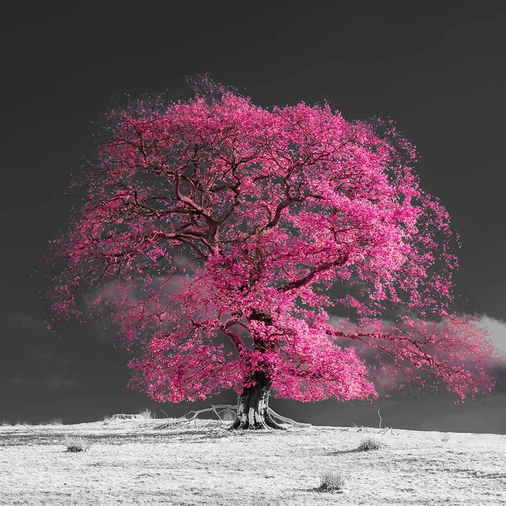 Art Print: Tree on a hill-pink