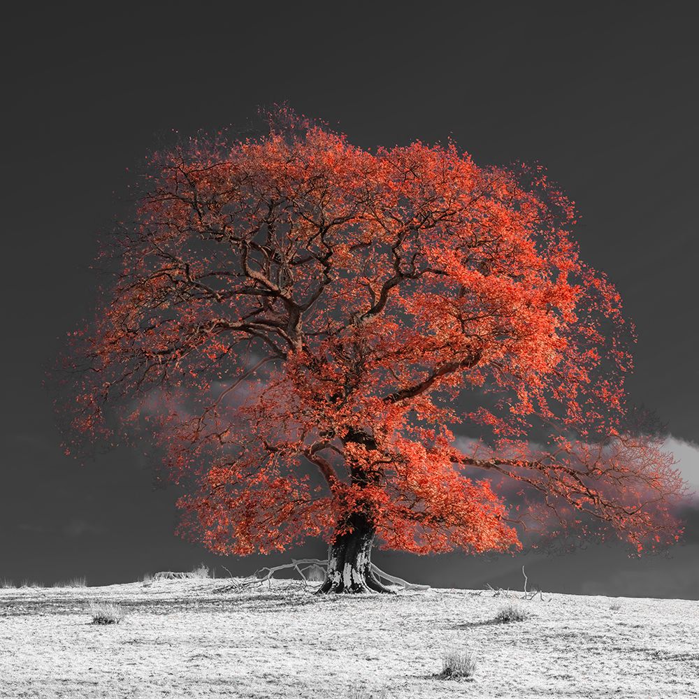 Art Print: Tree on a hill-orange