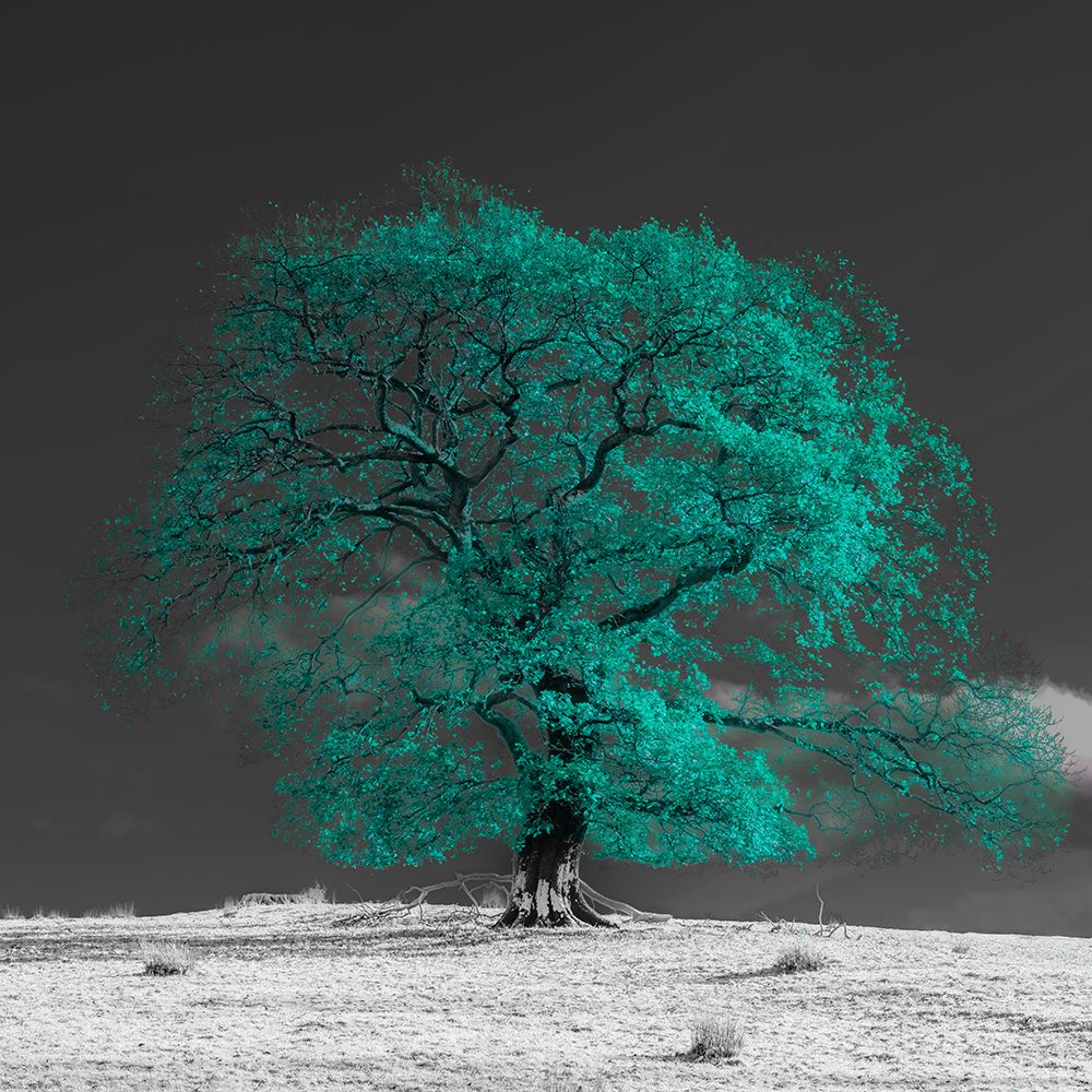 Art Print: Tree on a hill-teal