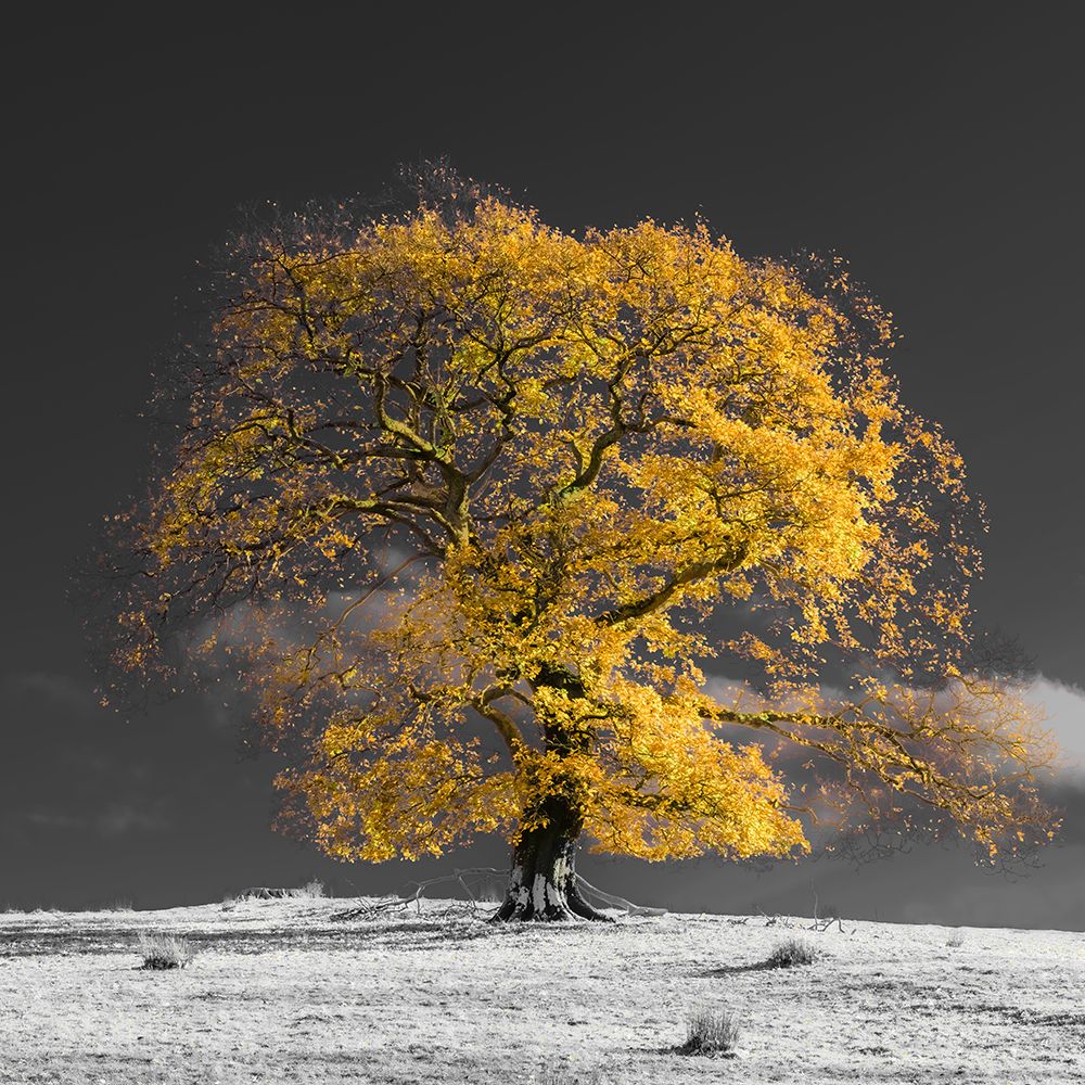 Art Print: Tree on a hill-yellow-gold