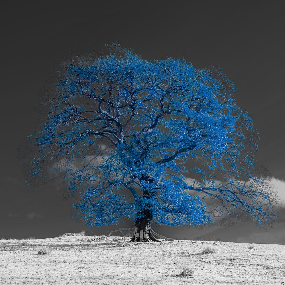Art Print: Tree on a hill-blue