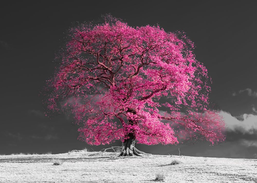 Art Print: Tree on a hill-pink