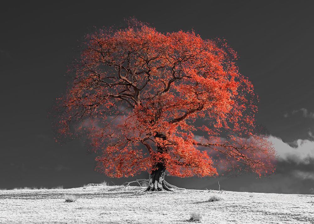 Art Print: Tree on a hill-orange