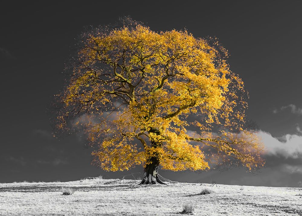 Art Print: Tree on a hill-yellow-gold