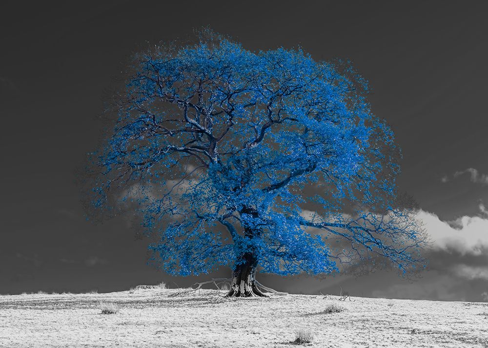 Art Print: Tree on a hill-blue