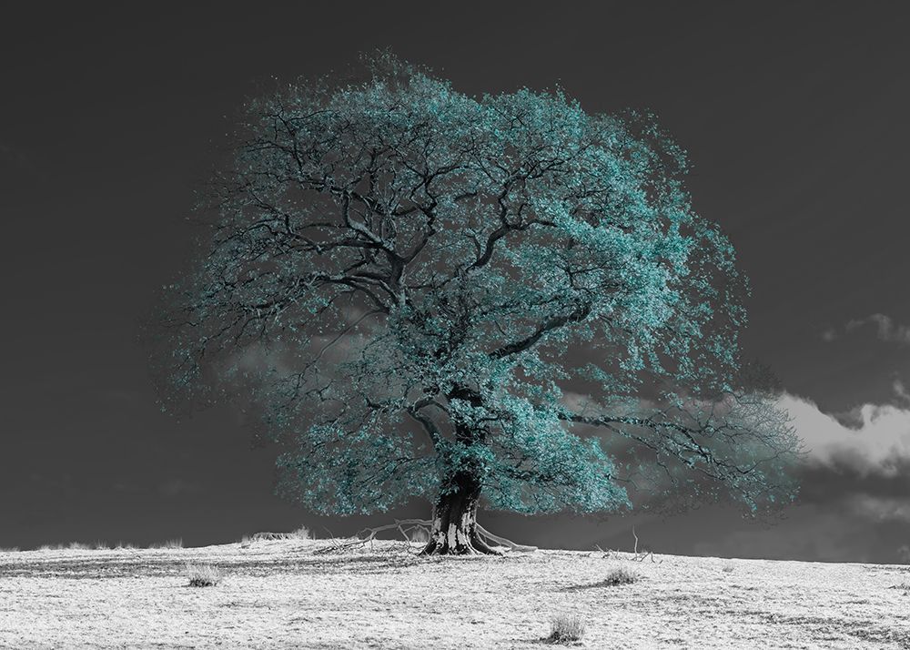Art Print: Tree on a hill-teal