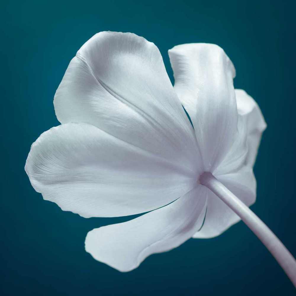 Wall Art Painting id:158634, Name: Tulip flower, close-up, Artist: Frank, Assaf