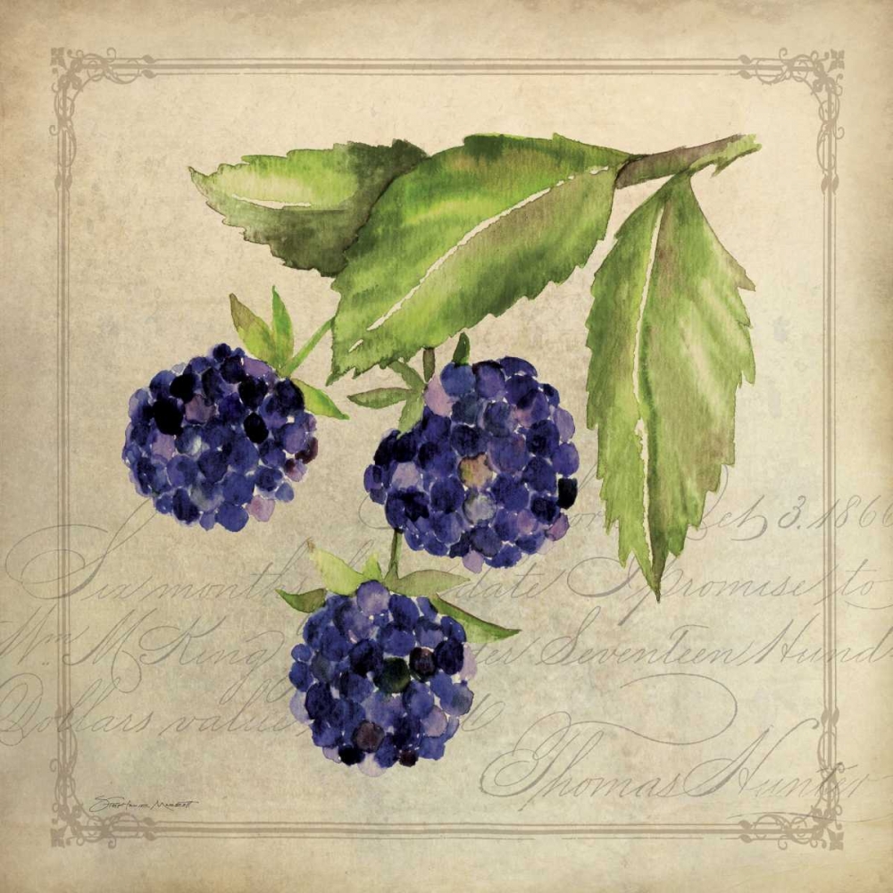 Wall Art Painting id:70256, Name: Blackberry Collage, Artist: Marrott, Stephanie