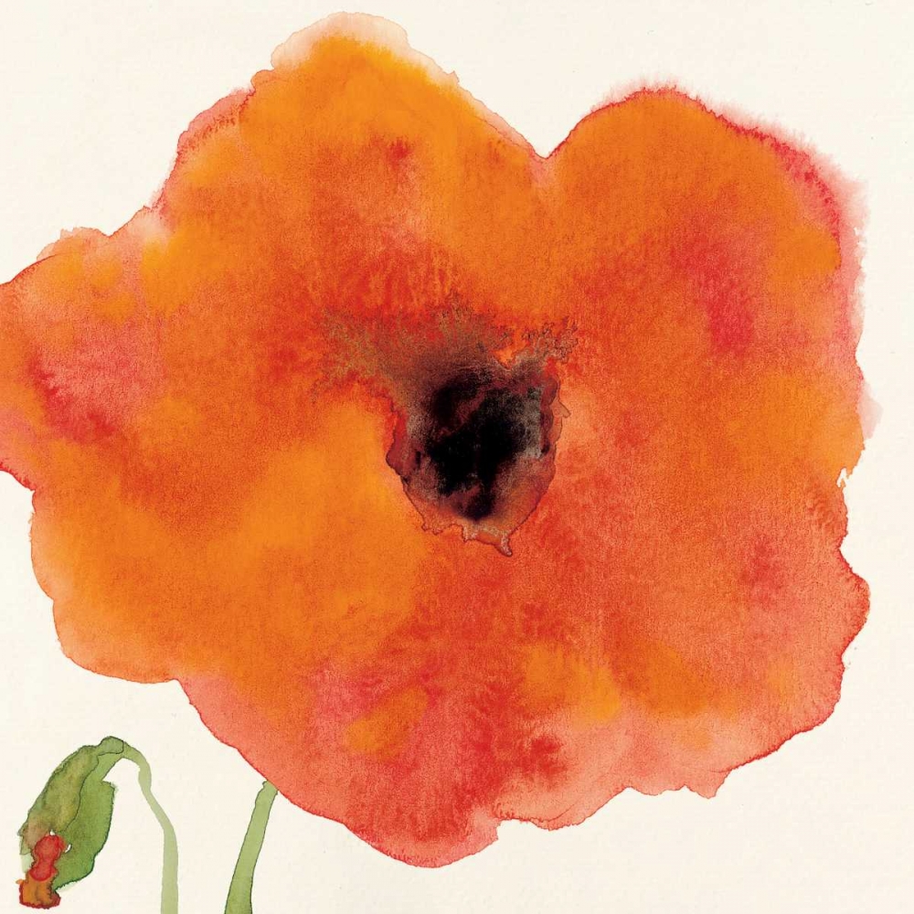 Wall Art Painting id:70317, Name: Poppy I, Artist: Marrott, Stephanie