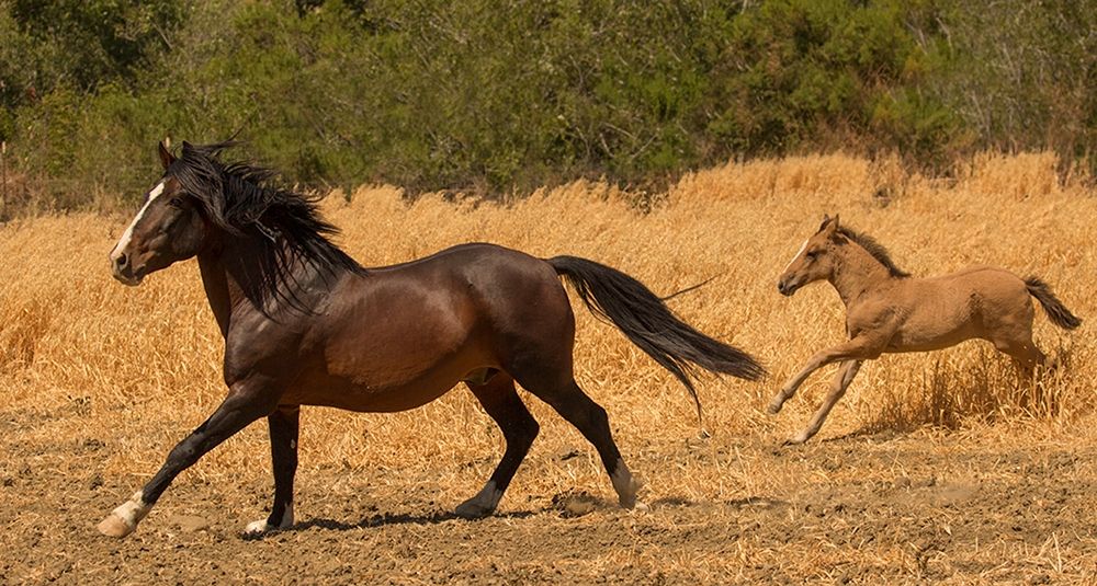 Art Print: Amante and Amber