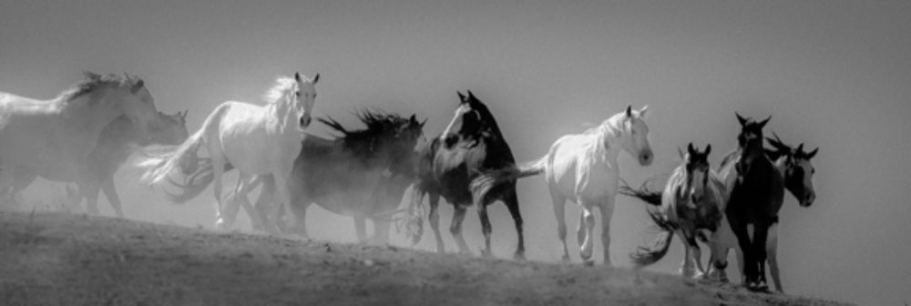 Art Print: Choctaw BW