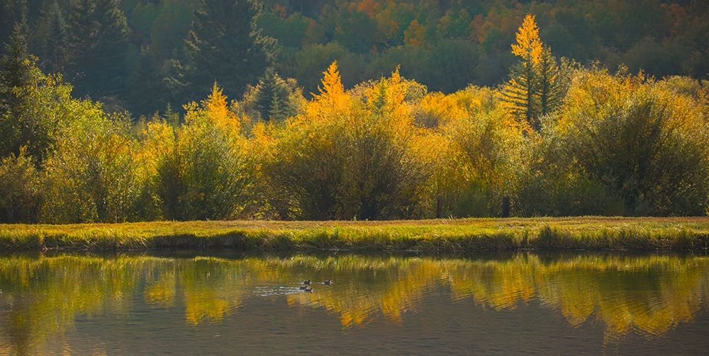 Art Print: Ducks In A Row