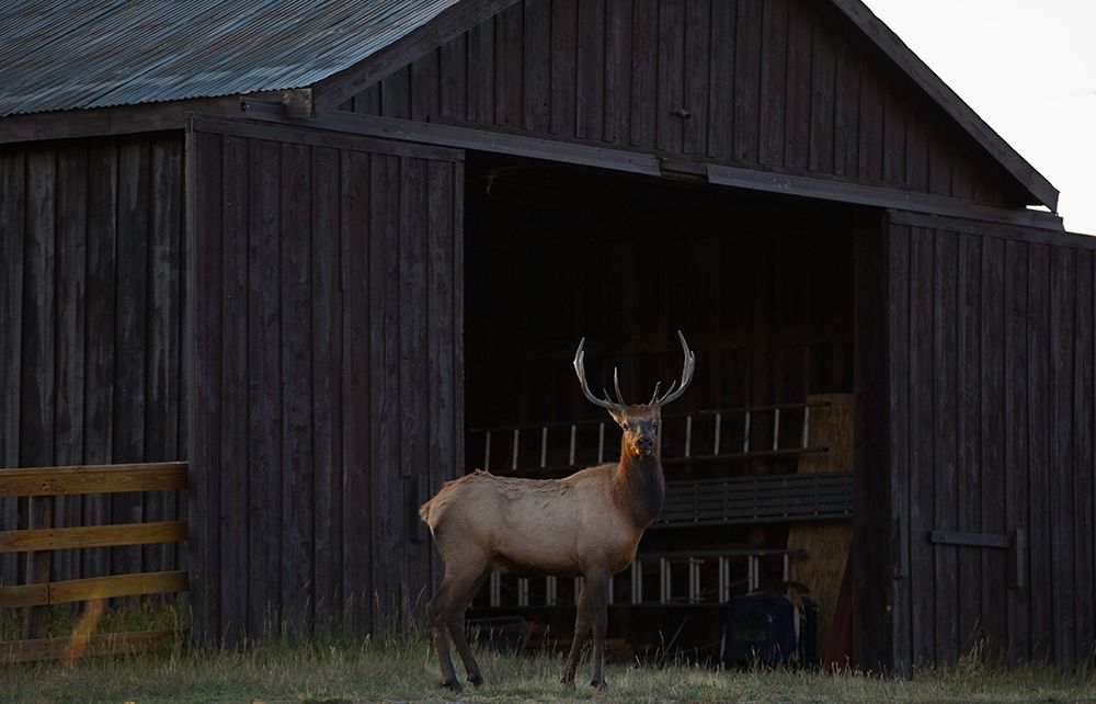 Art Print: Eat Your Heart Out Hunters