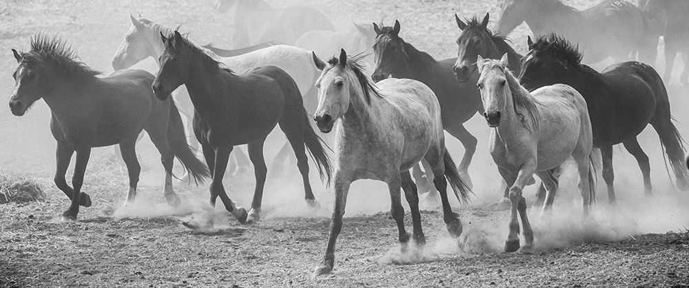 Art Print: Running Wild