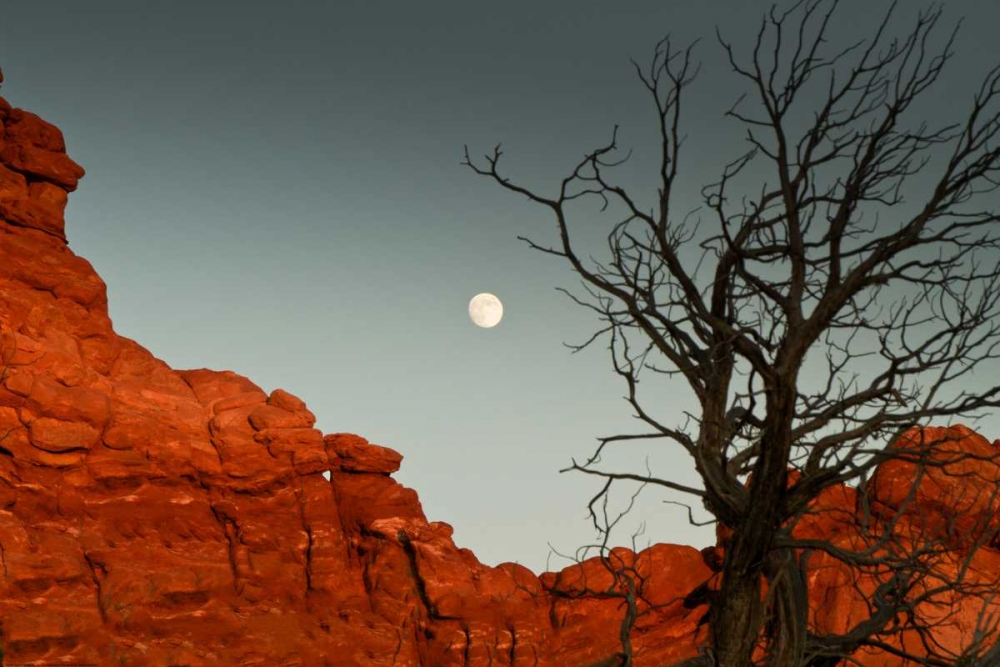 Art Print: Full Moon