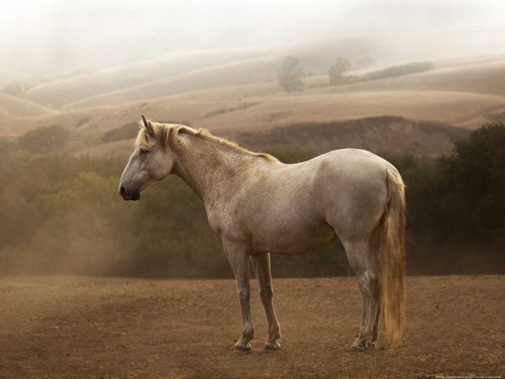 Art Print: Morning Mist