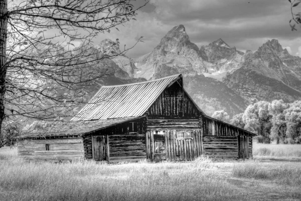 Art Print: Sign Of The Feather