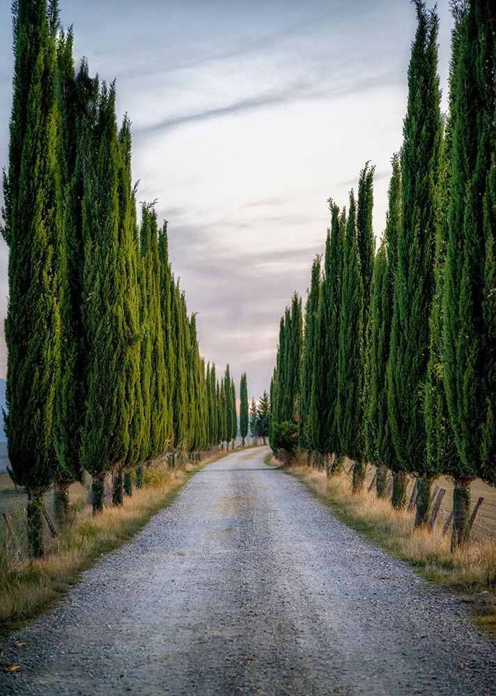 Art Print: Cypresses