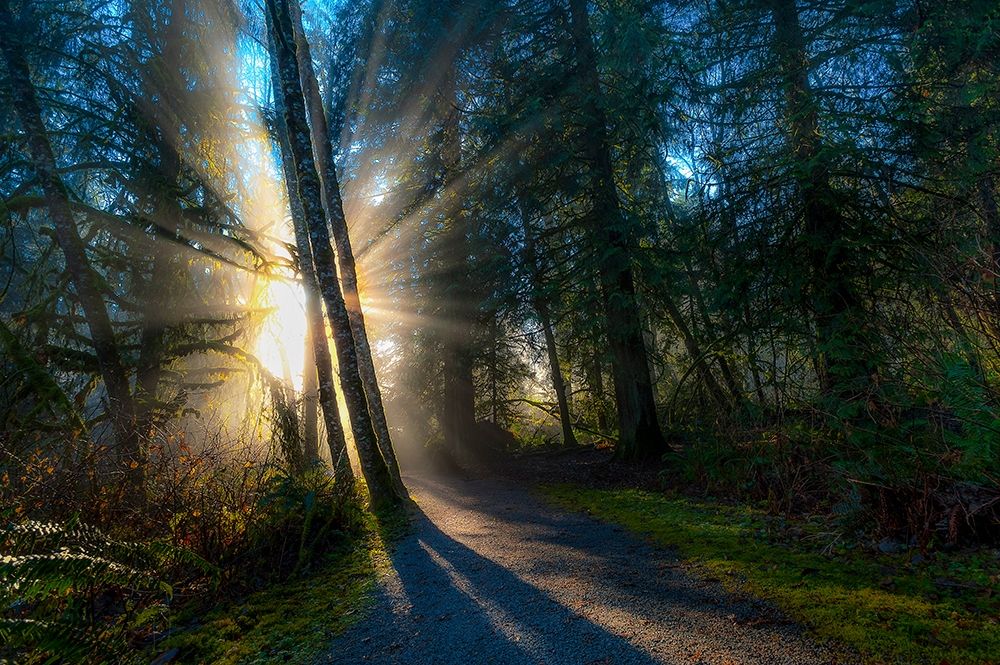 Art Print: FOREST SUN RAYS