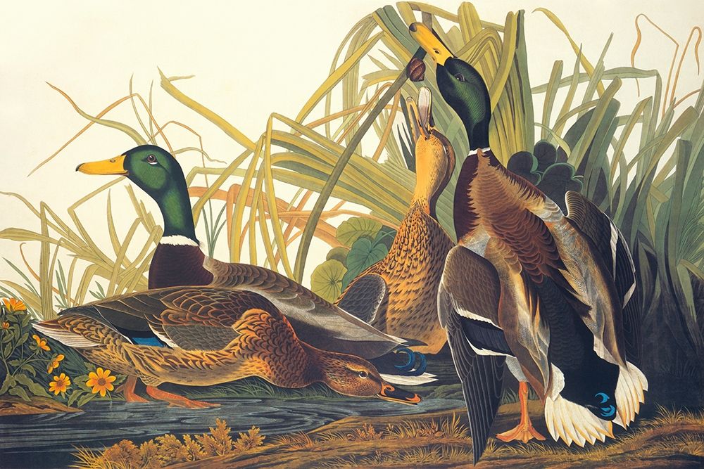 Art Print: Mallard Duck