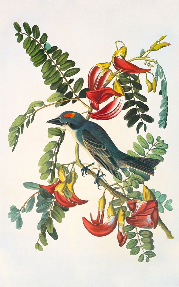 Art Print: Gray Tyrant