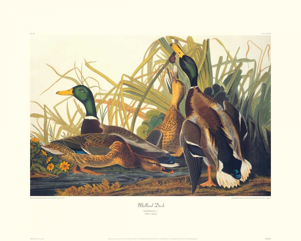 Wall Art Painting id:93681, Name: Mallard Duck (decorative border), Artist: Audubon, John James