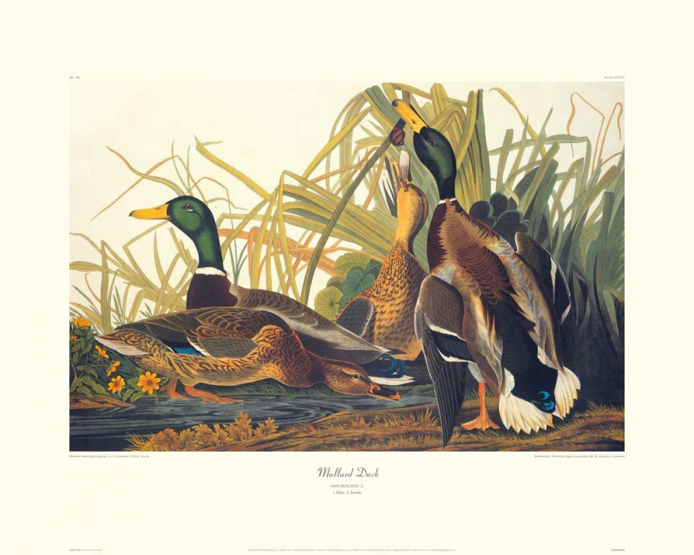 Art Print: Mallard Duck (decorative border)