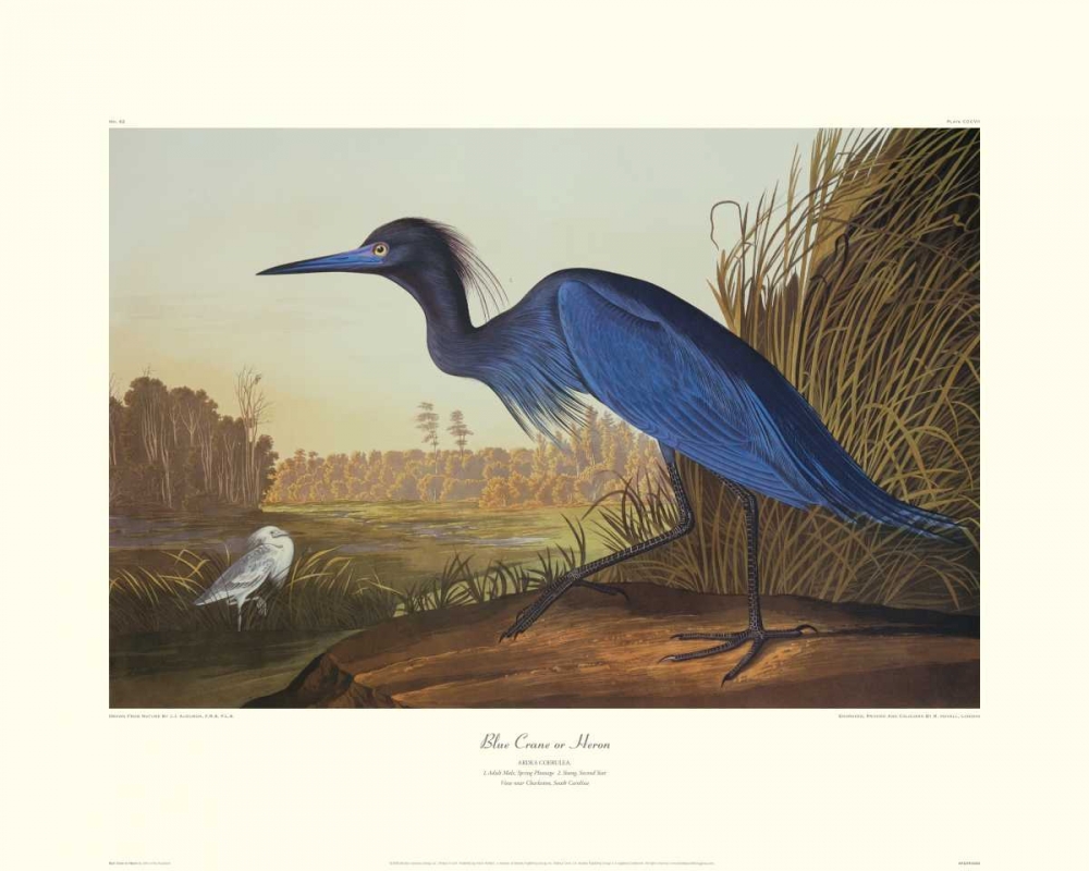 Wall Art Painting id:93683, Name: Blue Crane Or Heron (decorative border), Artist: Audubon, John James