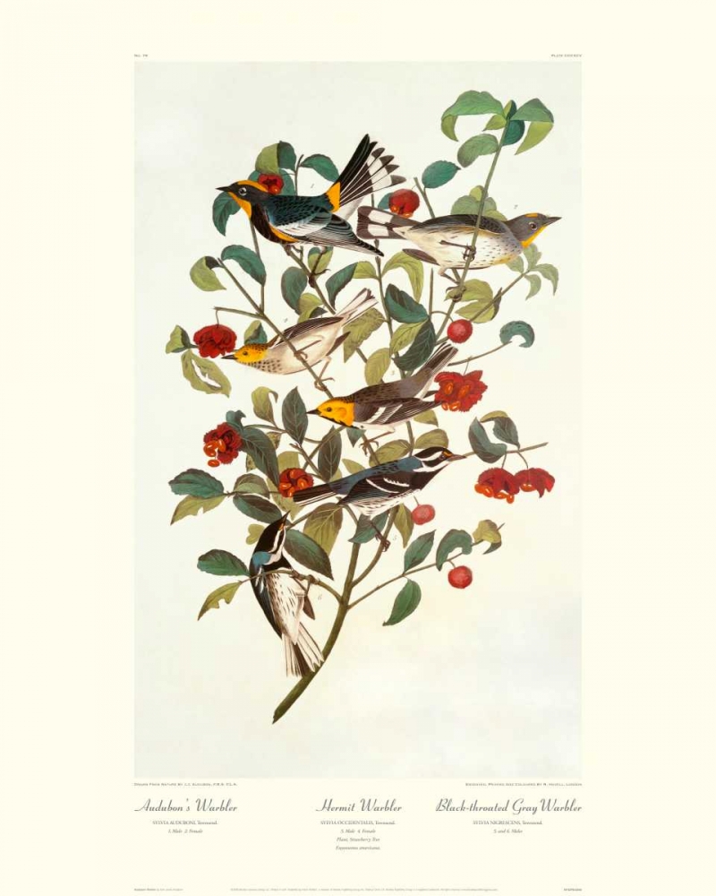 Wall Art Painting id:93685, Name: Audubons Warbler (decorative border), Artist: Audubon, John James