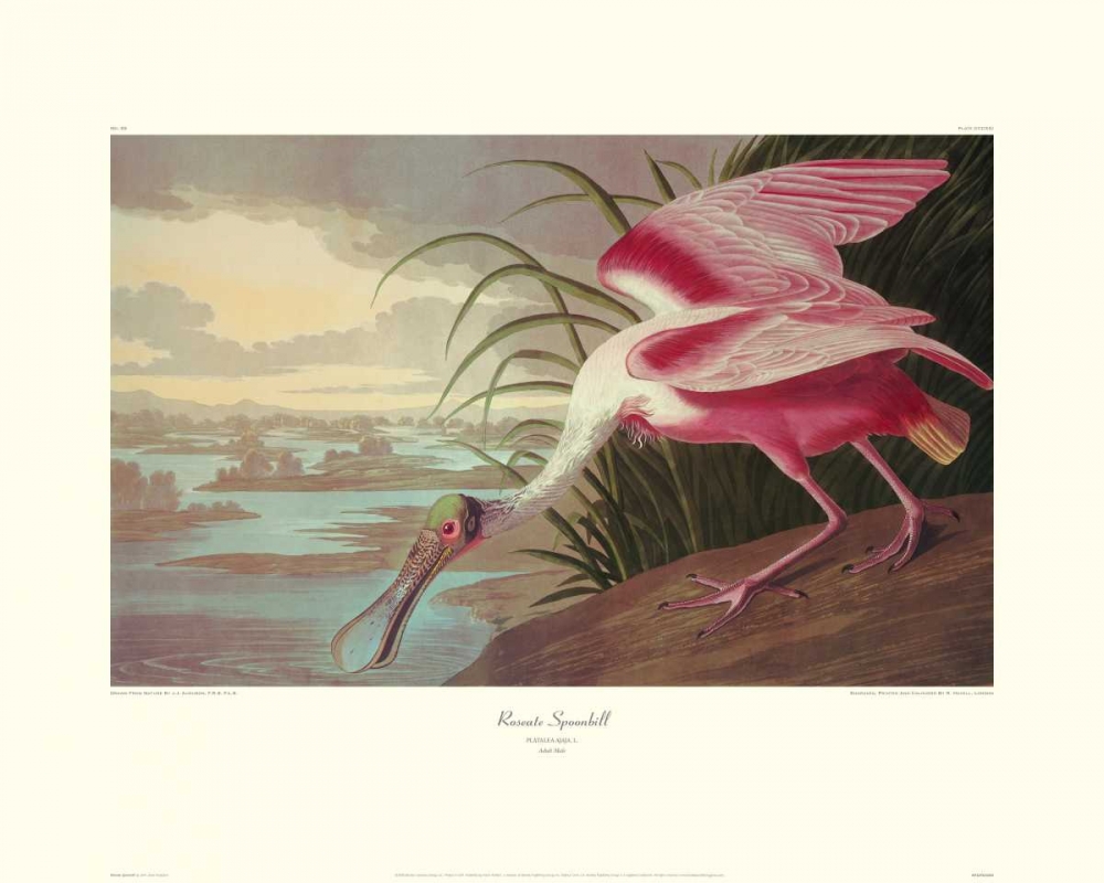 Art Print: Roseate Spoonbill (decorative border)