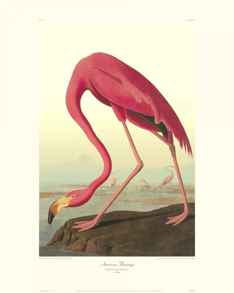 Wall Art Painting id:93697, Name: American Flamingo (decorative border), Artist: Audubon, John James