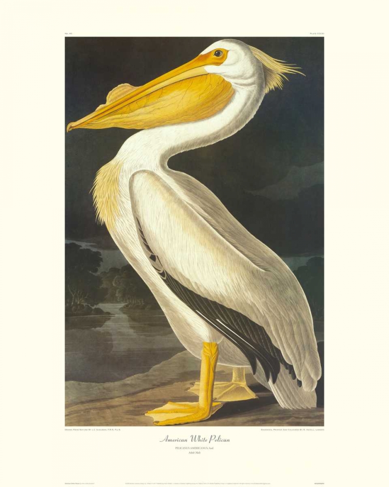 Wall Art Painting id:93698, Name: American White Pelican (decorative border), Artist: Audubon, John James