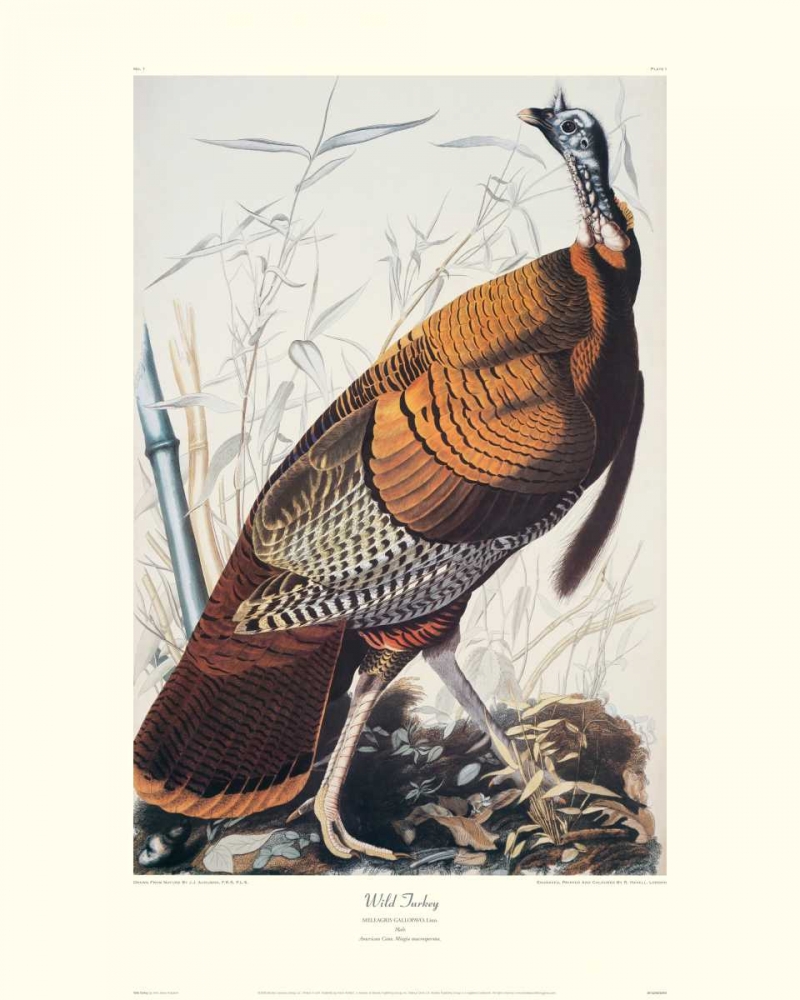 Wall Art Painting id:93706, Name: Wild Turkey (decorative border), Artist: Audubon, John James