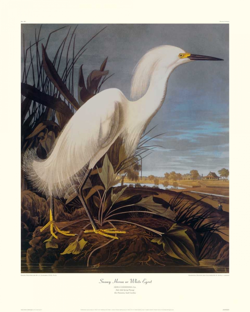 Wall Art Painting id:93737, Name: Snowy Heron Or White Egret (decorative border), Artist: Audubon, John James