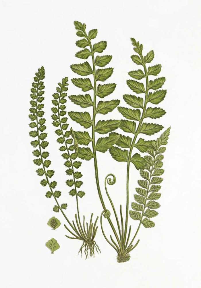 Art Print: Sea Spleenwort