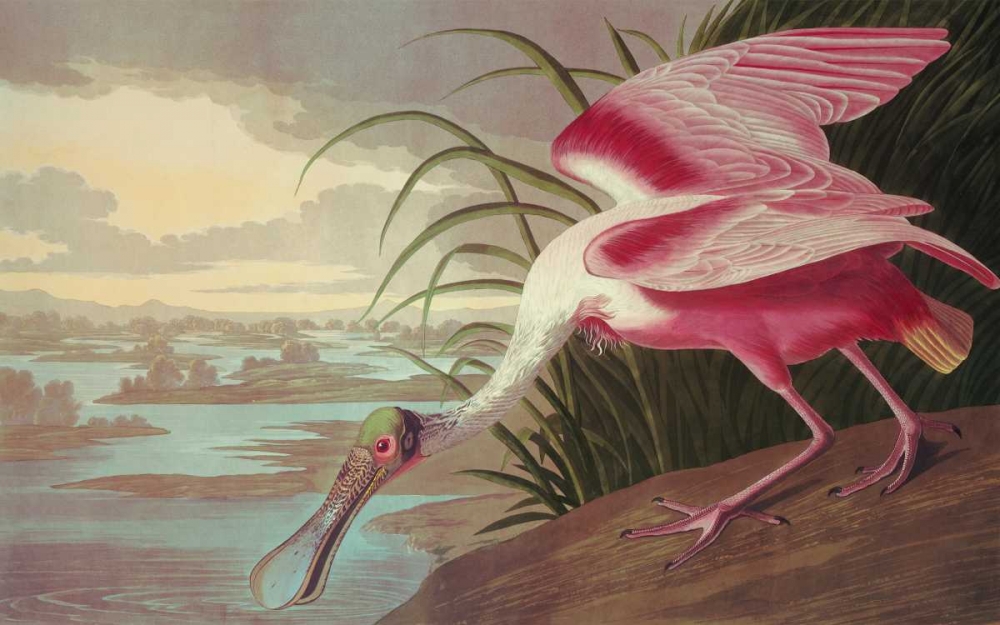 Art Print: Roseate Spoonbill