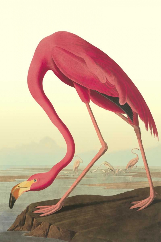 Wall Art Painting id:93759, Name: American Flamingo, Artist: Audubon, John James