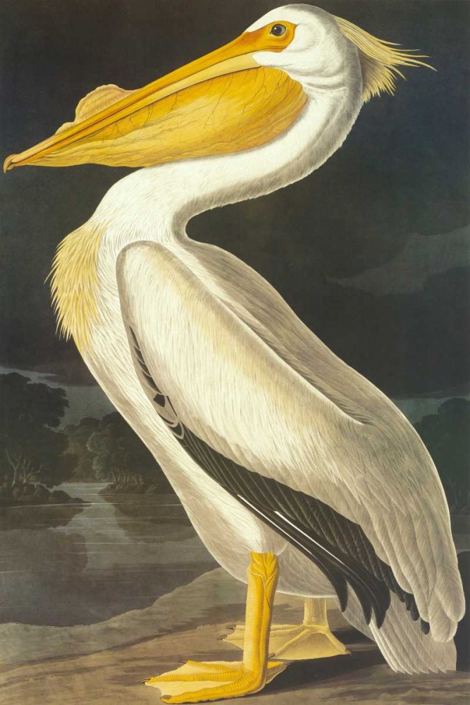 Wall Art Painting id:93760, Name: American White Pelican, Artist: Audubon, John James
