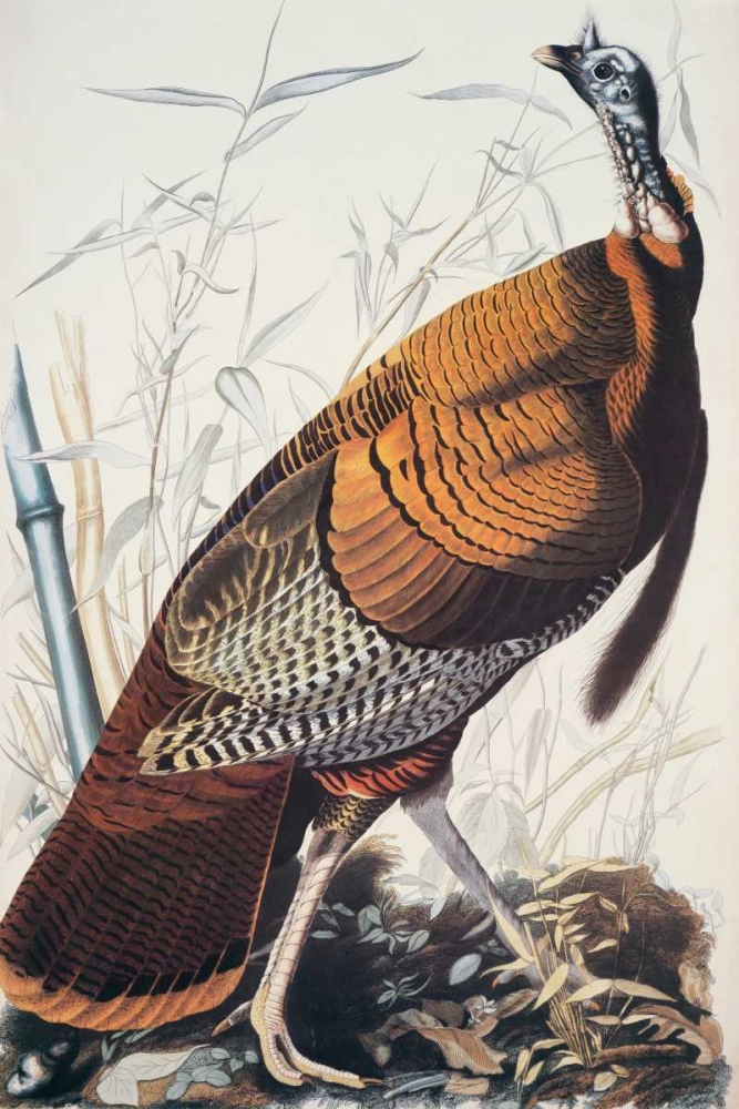 Wall Art Painting id:93766, Name: Wild Turkey, Artist: Audubon, John James