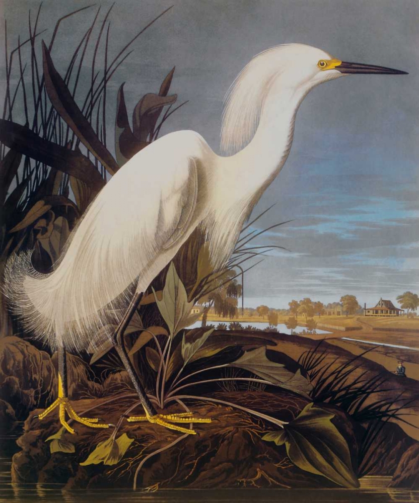 Wall Art Painting id:93789, Name: Snowy Heron Or White Egret, Artist: Audubon, John James