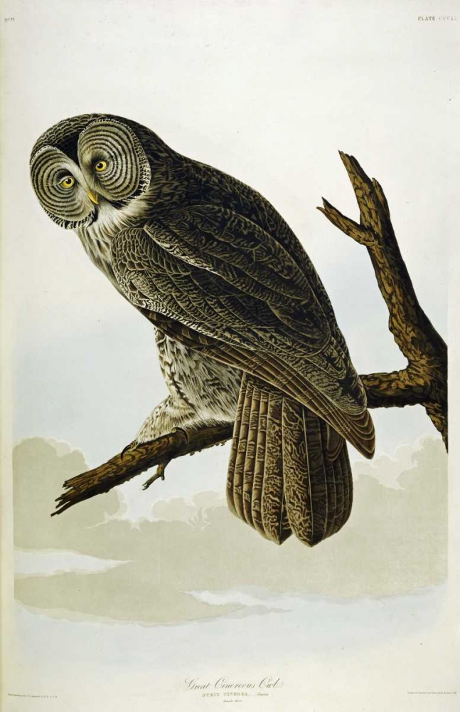 Wall Art Painting id:88748, Name: Great Cinereous Owl, Artist: Audubon, John James