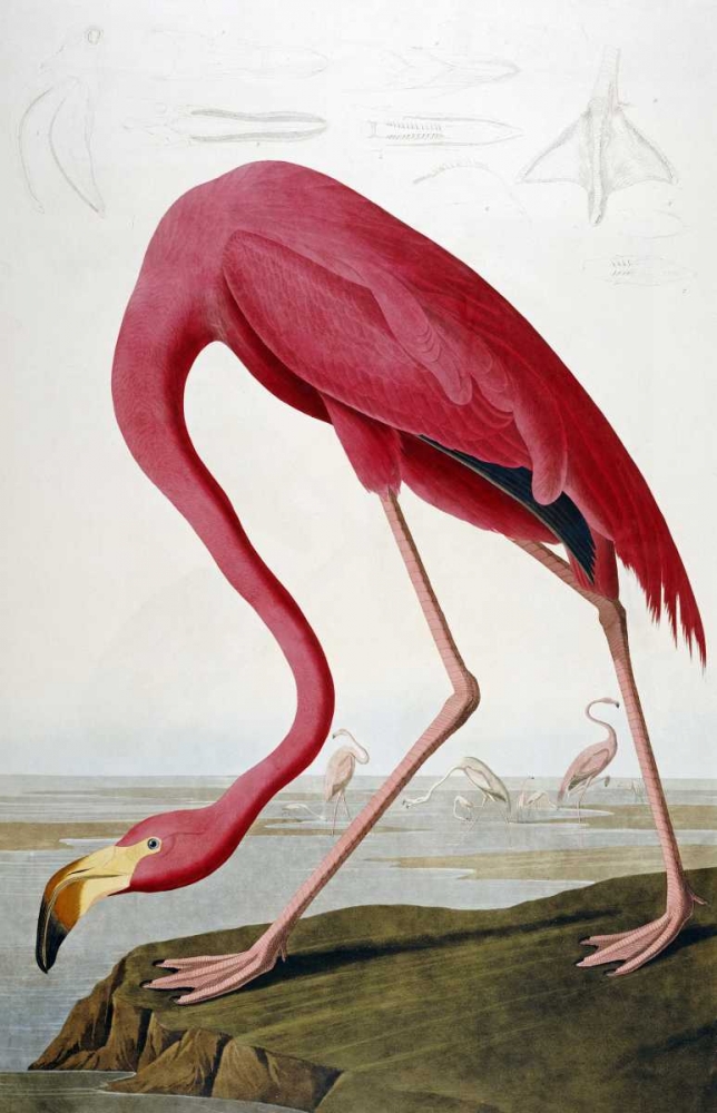 Wall Art Painting id:88749, Name: American Flamingo, Artist: Audubon, John James