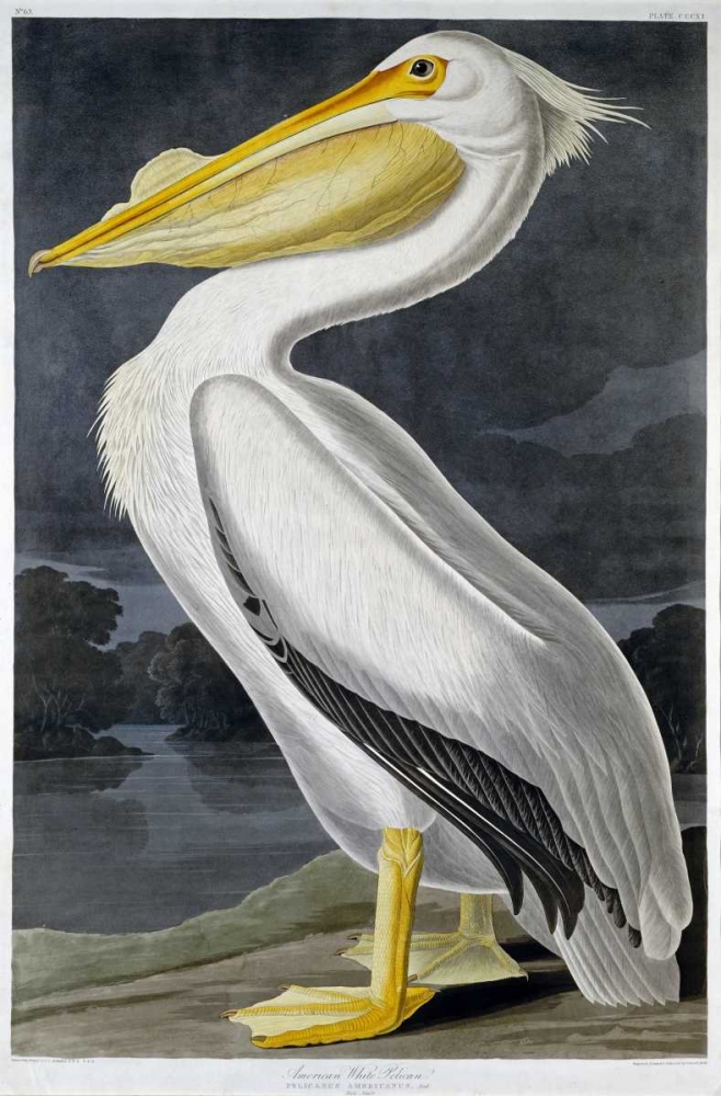 Wall Art Painting id:88750, Name: American White Pelican, Artist: Audubon, John James