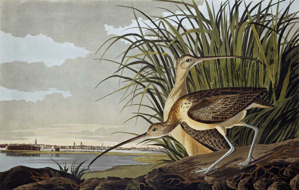 Wall Art Painting id:88751, Name: Male and Female Long Billed Curlew, Artist: Audubon, John James