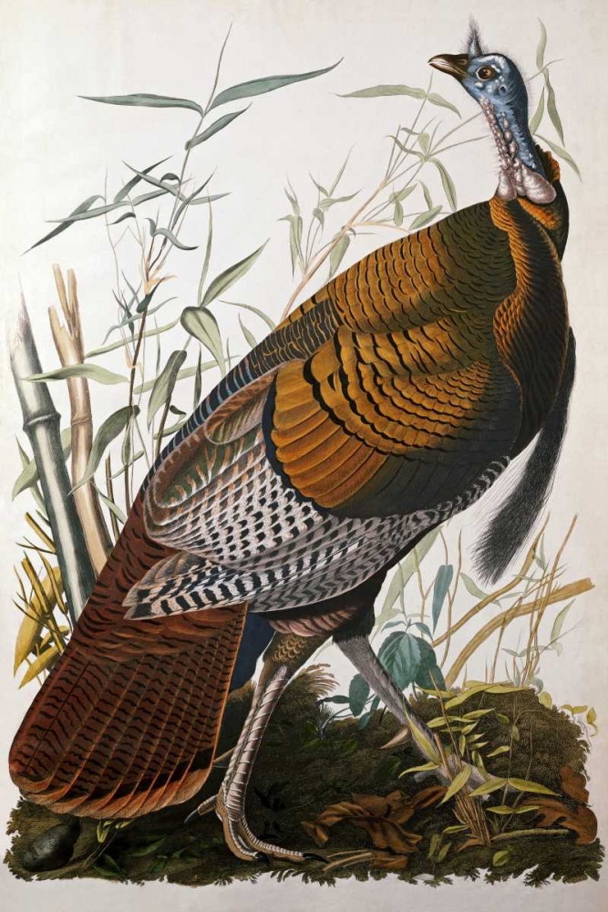 Wall Art Painting id:88752, Name: Wild Turkey, Male, Artist: Audubon, John James