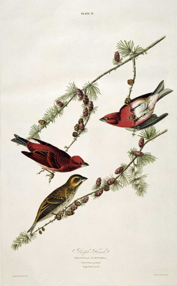 Art Print: Purple Finch