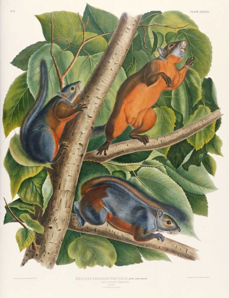Wall Art Painting id:89359, Name: Red-Bellied Squirrel, Artist: Audubon, John James