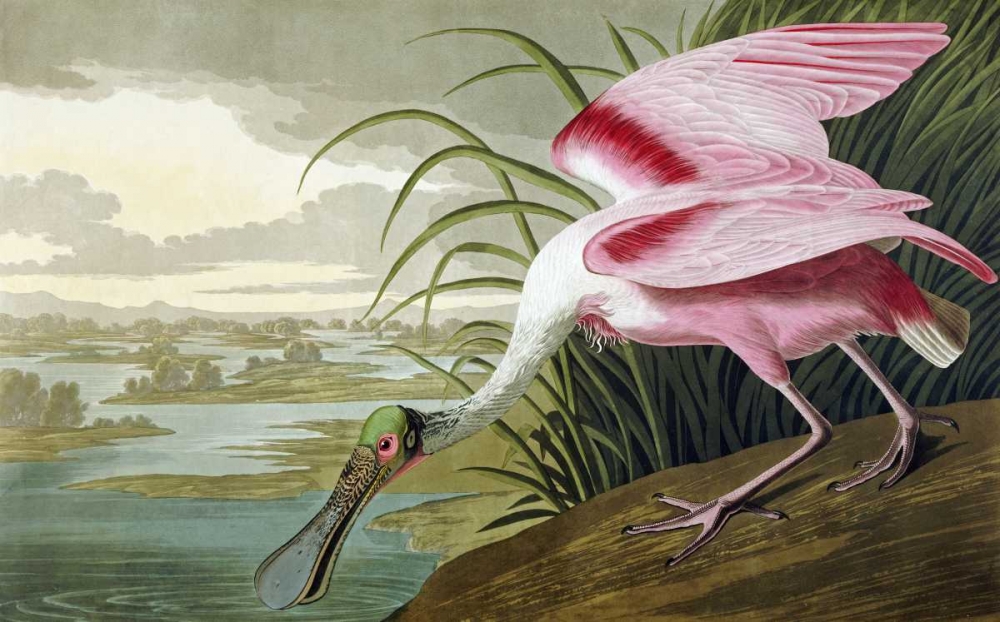 Art Print: Roseate Spoonbill