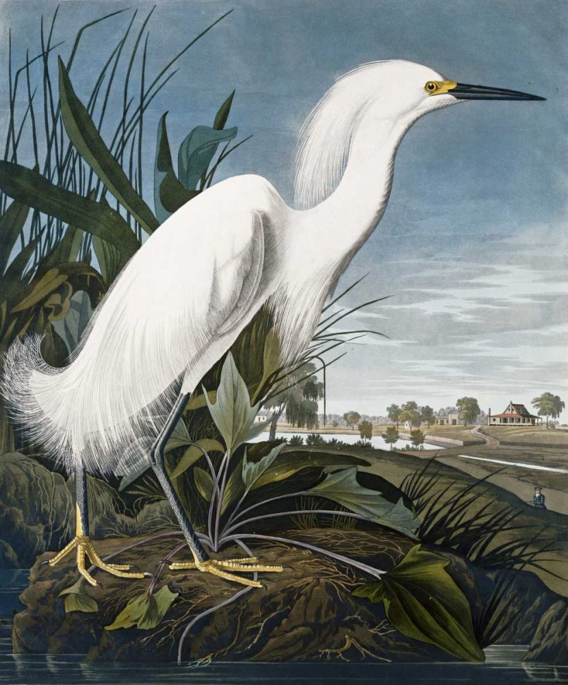 Art Print: Snowy Heron