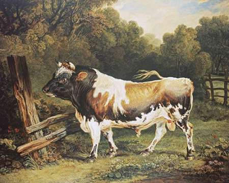 Art Print: A Bull of The Alderney Breed